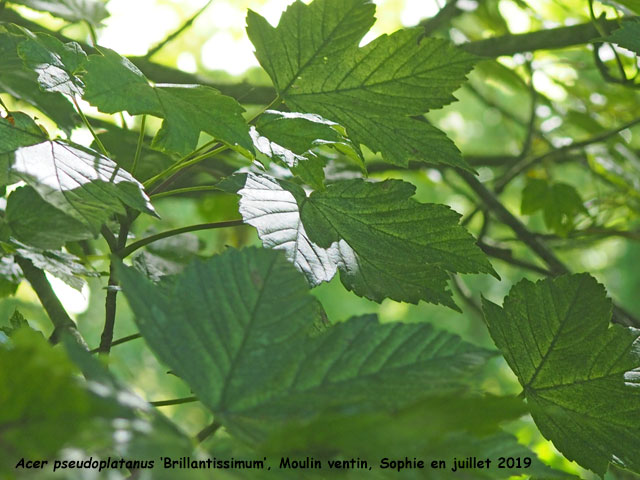Acer pseudoplatanus 'Brillantissimum