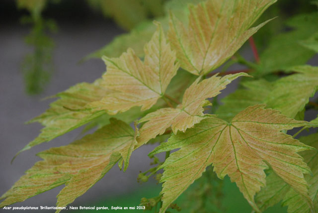 Acer pseudoplatanus 'Brillantissimum