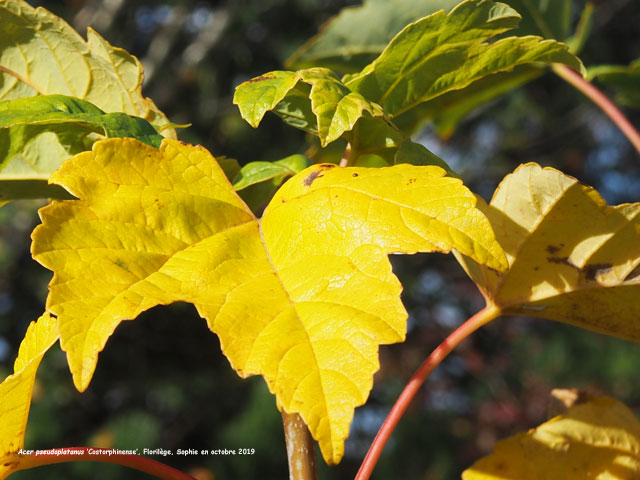 Acer pseudoplatanus 'Corstorphinense'