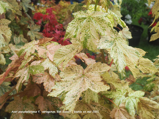 Acer pseudoplatanus 'Esk Sunset'