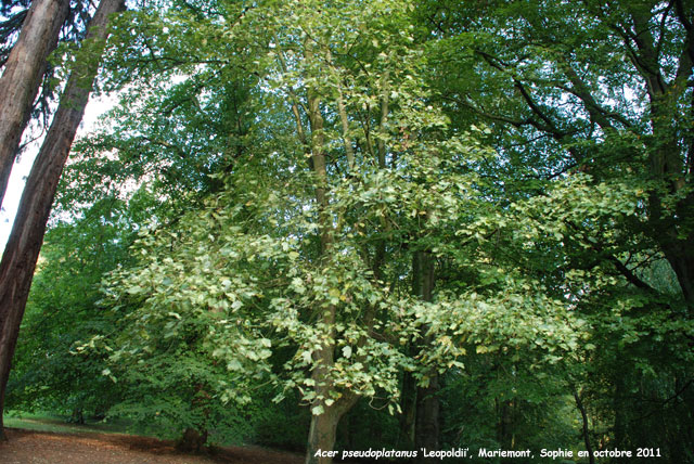Acer pseudoplatanus 'Leopoldii
