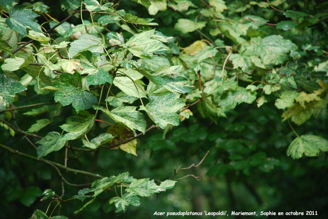 Acer pseudoplatanus 'Leopoldii