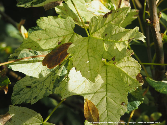 Acer pseudoplatanus 'Simon-Louis Frères'