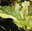 Acer pseudoplatanus 'Simon-Louis Frères'