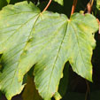Acer pseudoplatanus 'Worley'