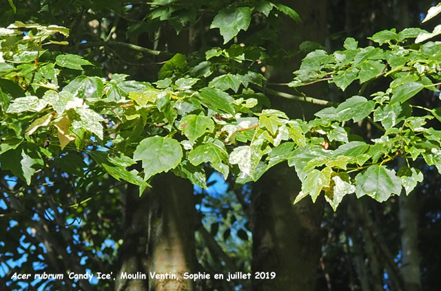 Acer rubrum 'Candy Ice'