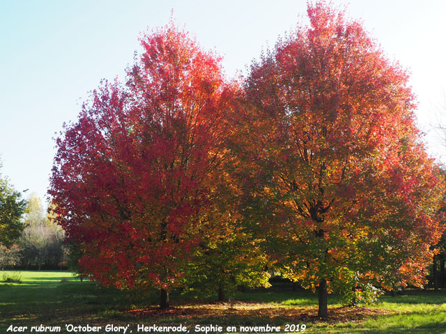 Acer rubrum 'October Glory'