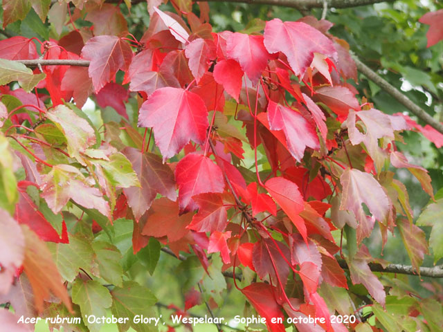 Acer rubrum 'October Glory'