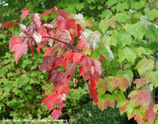 Acer rubrum 'Scanlon'