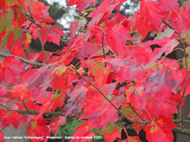 Acer rubrum 'Schlesingeri'