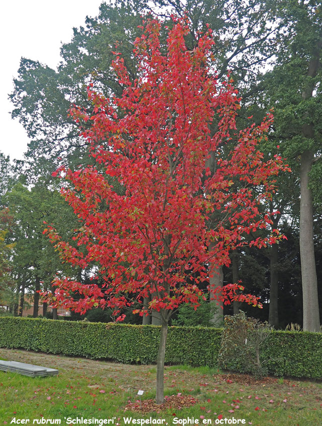 Acer rubrum 'Schlesingeri'