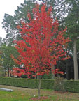 Acer rubrum 'Schlesingeri'