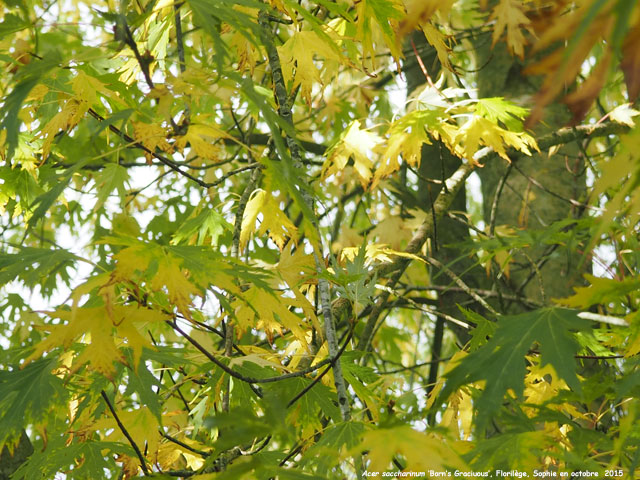 Acer saccharinum 'Born's Gracious'