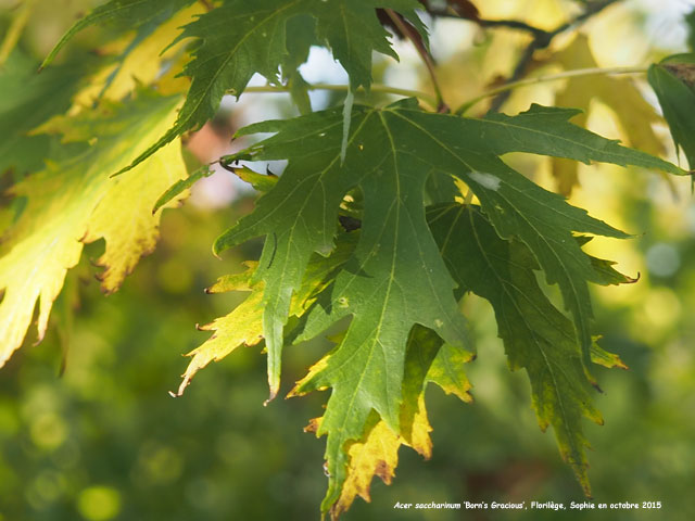 Acer saccharinum 'Born's Gracious'