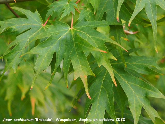 Acer saccharum 'Brocade'