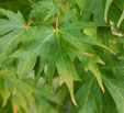 Acer saccharum 'Brocade'