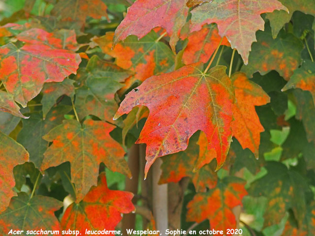 Acer saccharum subsp. leucoderme