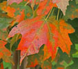 Acer saccharum subsp. leucoderme