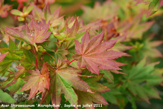 Acer shirawasanum 'Microphyllum'