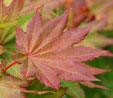 Acer shirawasanum 'Microphyllum'