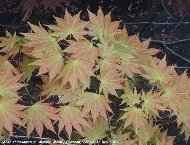 Acer shirawasanum 'Autumn Moon'