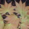 Acer shirawasanum 'Aureum'