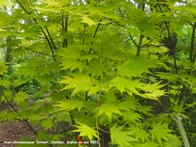 Acer shirawasanum 'Jordan'