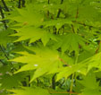 Acer shirawasanum 'Jordan'