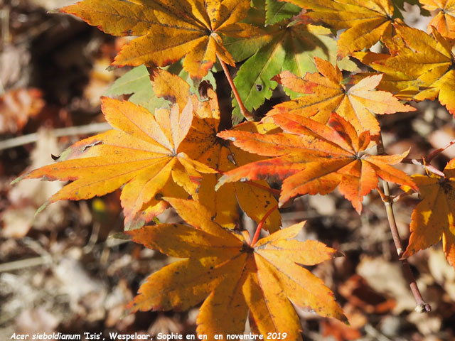 Acer sieboldianum 'isis'