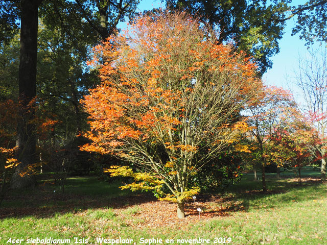 Acer sieboldianum 'isis'