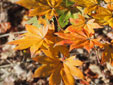 Acer shirawasanum 'Microphyllum'
