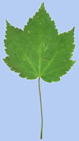 Acer spicatum