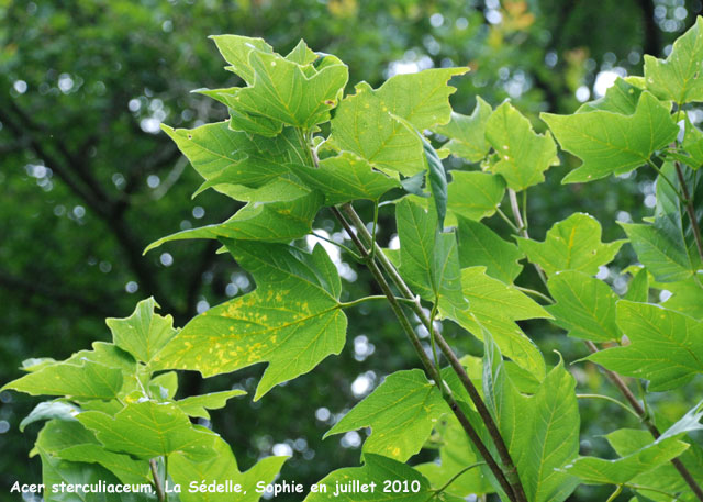 Acer sterculiaceaum