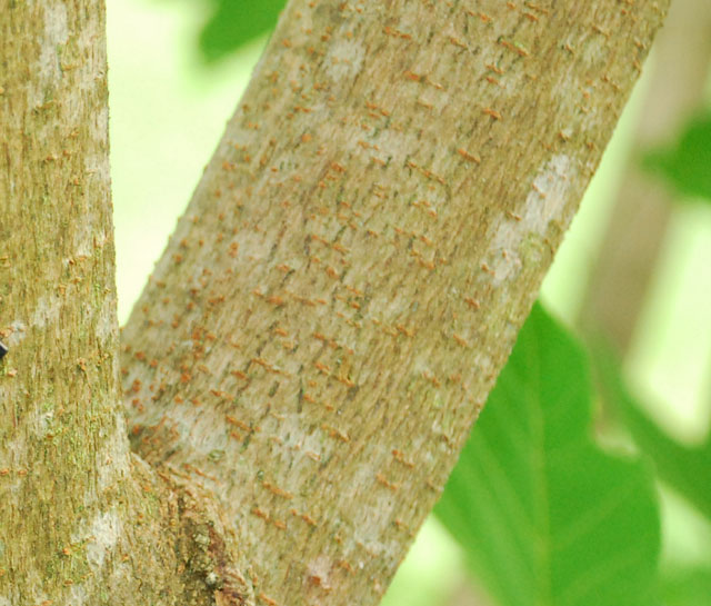 Acer sterculiaceum