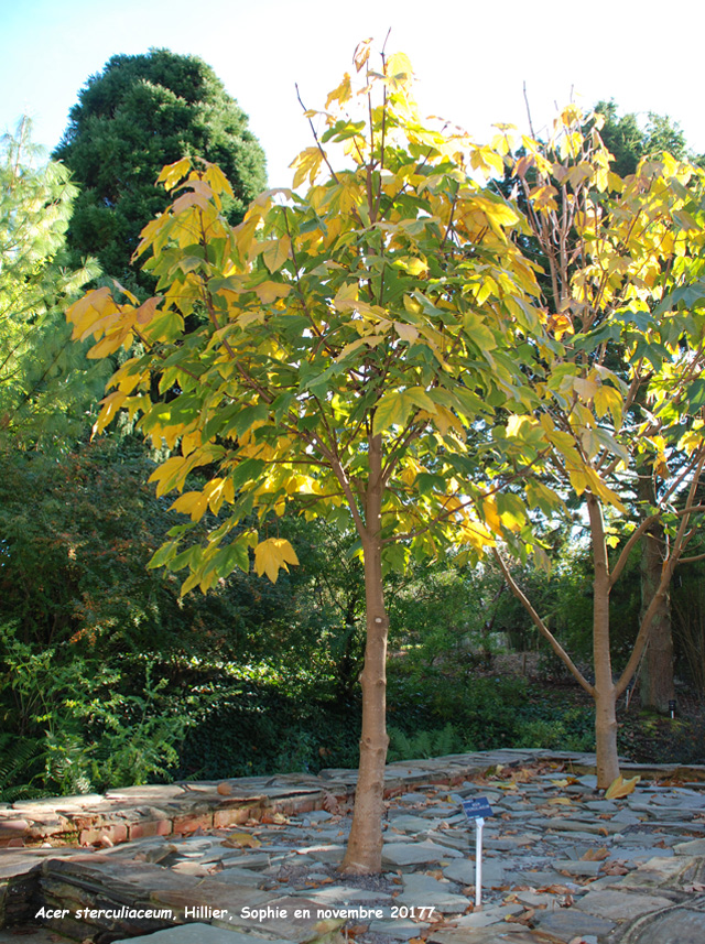 Acer sterculiaceum