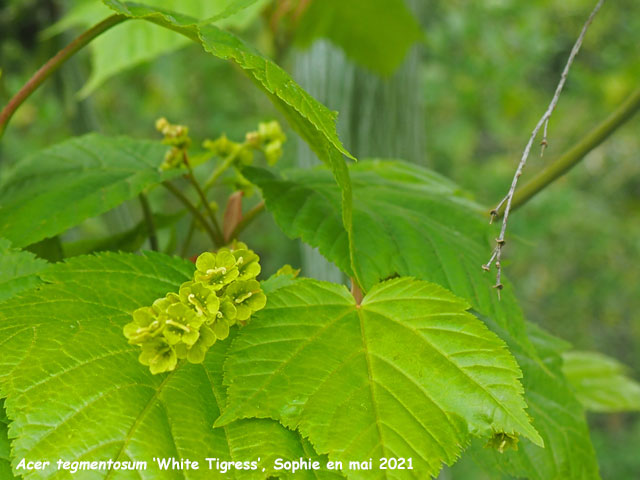 Acer tegmentosum 'White Tigress'