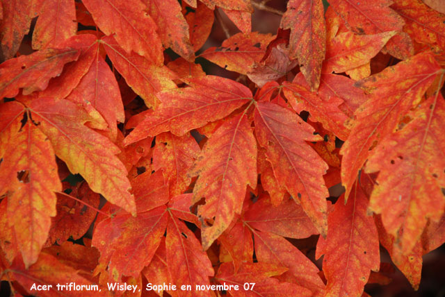 Acer triflorum