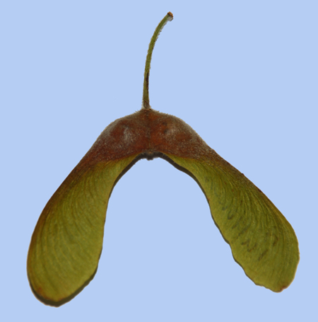 Acer triflorum