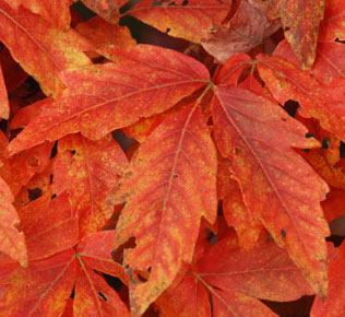 Acer triflorum