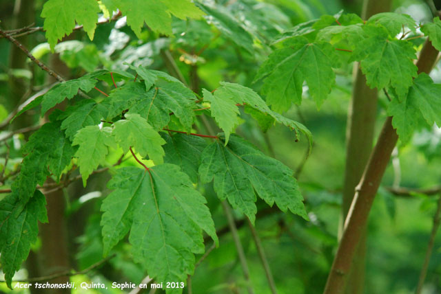 Acer tschonoskii