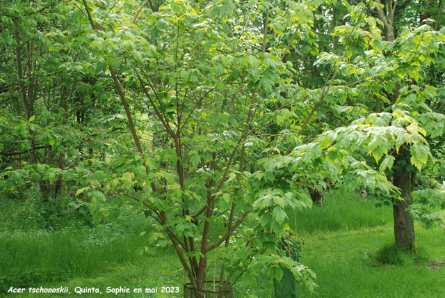 Acer tschonoskii