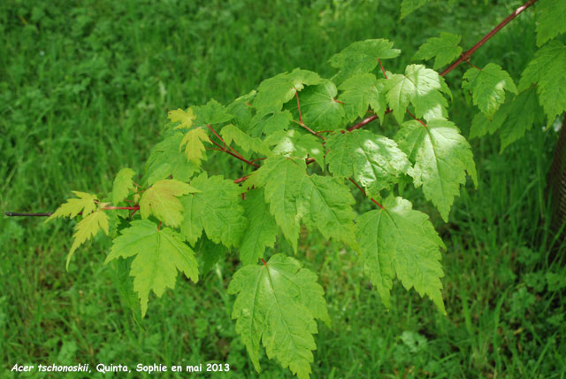 Acer tschonoskii