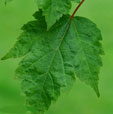 Acer tschonoskii