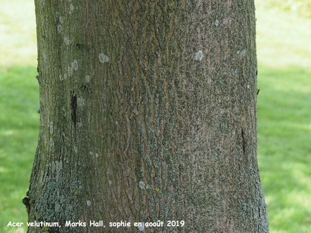 Acer velutinum