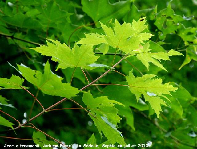 Acer x freemanii 'Autumn Blaze'