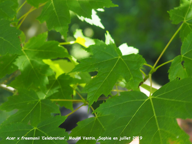 Acer x freemanii 'Celebration'