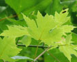 Acer x freemanii 'Autumn Blaze'