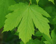 Acer pseudoheldrichii 'Blagdon'