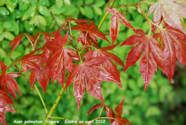 Acer palmatum 'Yugure'