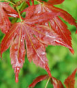 Acer palmatum 'Yugure'